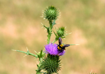 bumble-bee-flower