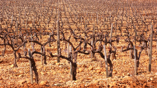 (Photo below: pruned grape vines . . . not very attractive)